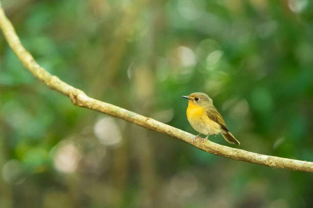 istock A Tickell's blue flycatcher on a liana branch 1087532502