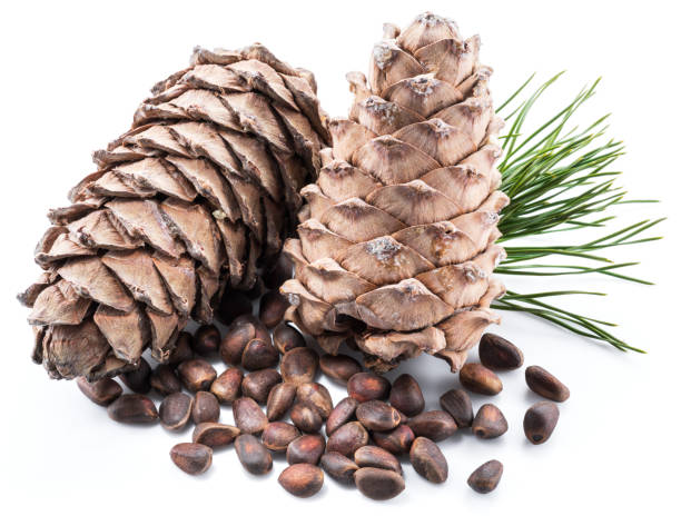 istock Pine nut cones and pine nuts on the white background. 1087534016