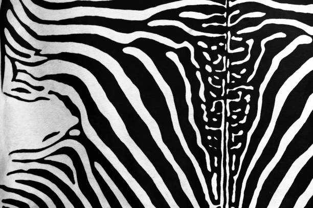 istock Zebra actual skin in black and white abstract background 1087534674