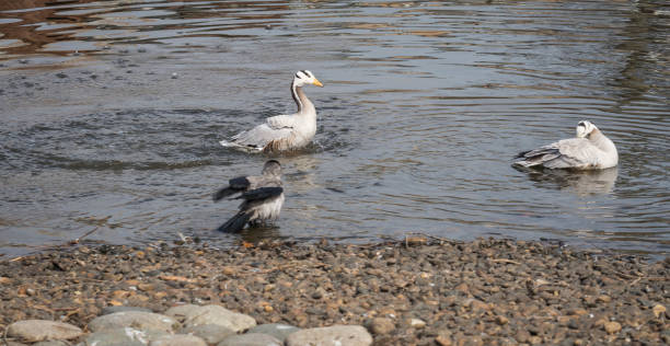 istock Geese swimming in a pond in Russia 1087537026