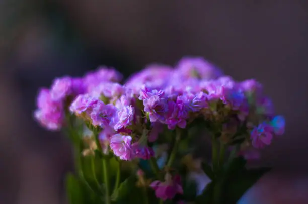 Alone violet flower