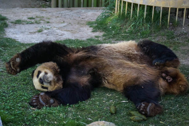 istock Big black-white panda bear sleeping with paws up (give up) 1087537184