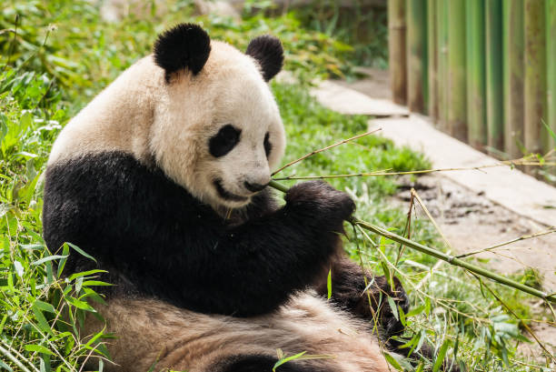 istock Hungry giant black and white panda bear eating bamboo 1087537512