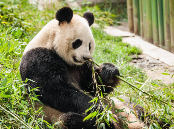 istock Hungry giant black and white panda bear eating bamboo 1087537528
