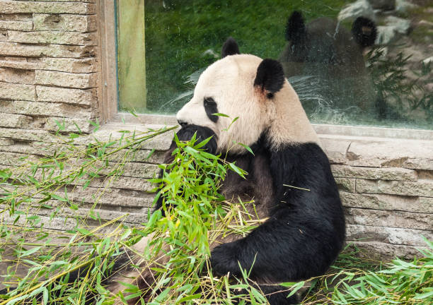 istock Hungry giant black and white panda bear eating bamboo 1087537564