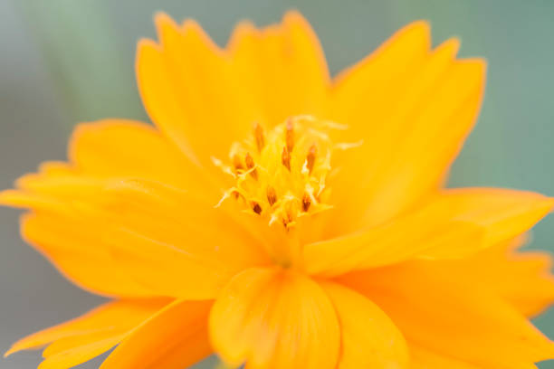 zusätzliche nahaufnahme bildende kunst einzelne daisy blume mit weichen und anschmiegsamen hintergrund - chrysanthemum macro close up single object stock-fotos und bilder