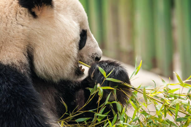 istock Hungry giant black and white panda bear eating bamboo 1087537594