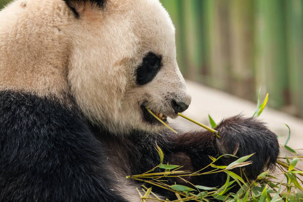 istock Hungry giant black and white panda bear eating bamboo 1087537612