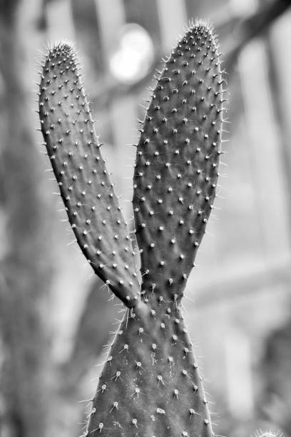 istock Black and White Close up Cactus with Nature Background 1087537614