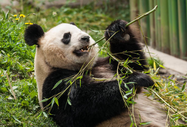 istock Hungry giant black and white panda bear eating bamboo 1087537666