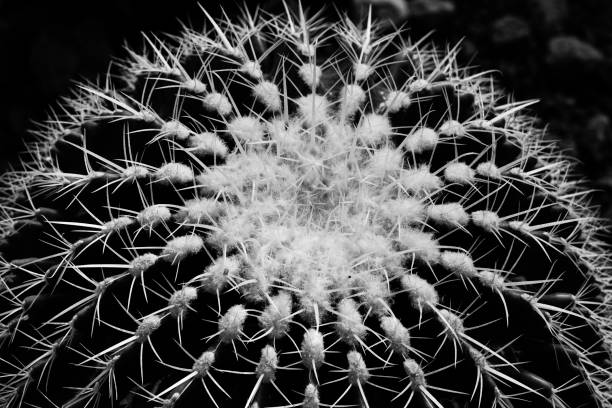 istock Black and White Fine Art Close up Ball Cactus 1087538888