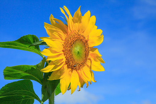 Sunflower,sunflower field,sunflower garden