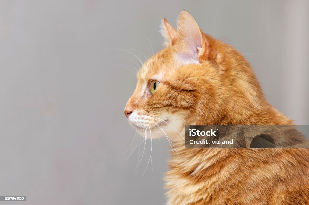 Domestic Cat A Mammal Of The Cats Predator Family Creates A Home Cosiness Catches  Mice Affectionate Animal With A Mustache And Tail Stock Photo - Download  Image Now - iStock
