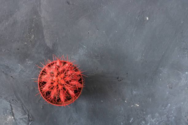 red Succulent in pot on black chalkboard background with copy space, top view