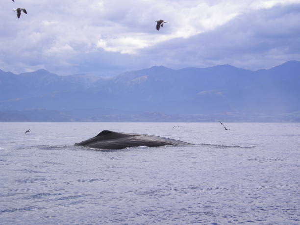 Whale Surfacing off the Coast Kaikoura, South Island, New Zealand, 4th April 2003.  A whale breaks the surface just off the coast.   Kaikoura is a wonderful place to see all manner of bird and marine life, especially the passing whales like this one that popped up momentarily. mcdermp stock pictures, royalty-free photos & images