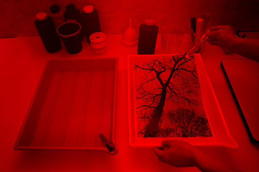 Photographer hand holding a developing photo with a tong, emerging from a development tray, inside a darkroom with printing tools and materials for analog photography, illuminated by a red light. A tree silhouette is the main image subject. Tanks filled with chemicals and various tools on the background. Bottles and trays with developer bath, stop bath and fixer. All pictures on paper constitute personal work.