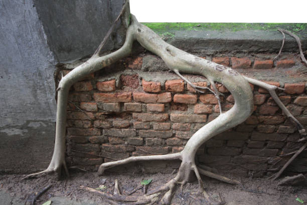 istock ancient brick window with nature and old concrete stone wall surrounding with tree roots  outside view in historical temple 1087549814