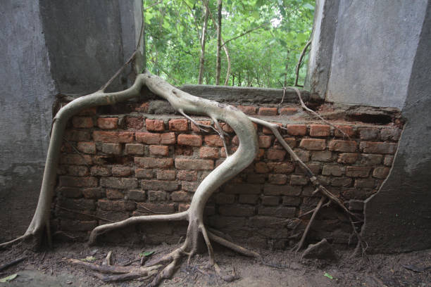 istock ancient brick window with nature and old concrete stone wall surrounding with tree roots  outside view in historical temple 1087549862