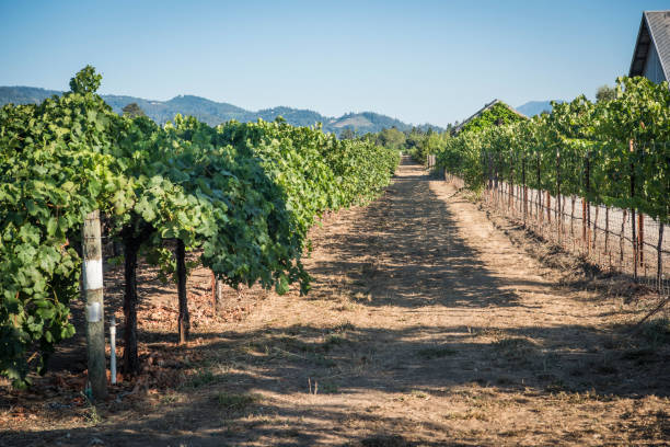 istock Ripe Grapes On The Vineyard under the sun 1087551804