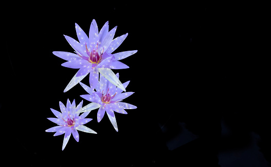 close up of three purple lotus water lily cutout on black background with dazzle or glitter overlay in white and pink