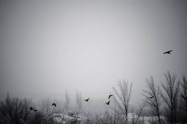 Winter urban landscape - snow storm, snow covered trees and black birds