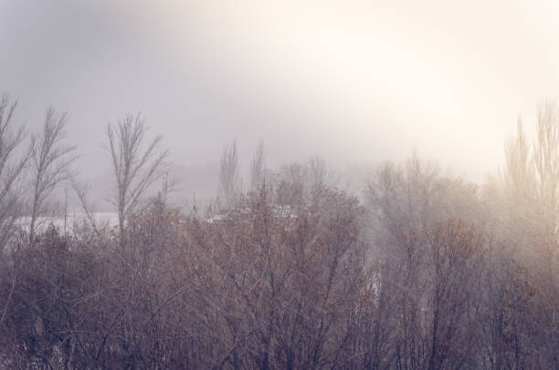 istock Winter landscape - snow storm, snow covered trees and black birds 1087555374