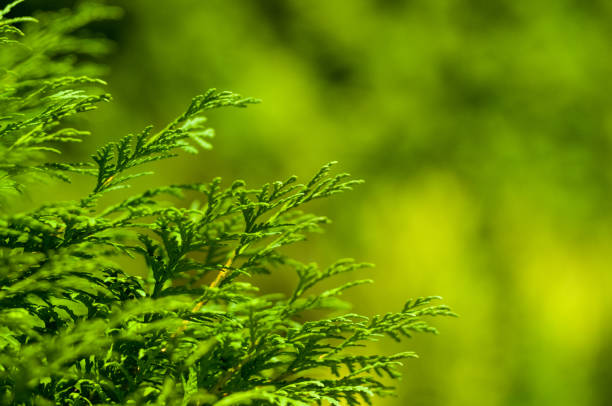 Incense cedar tree Calocedrus decurrens branch close up. Thuja cones branch pattern. Conifer seeds of cypress on green background, macro