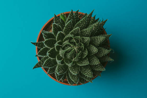 istock Succulent in pot, top view on blue table. Abstract botanical background, decorative plant for home 1087557678