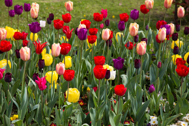 istock Floral Spring Flower Colorful Tulips 1087558742