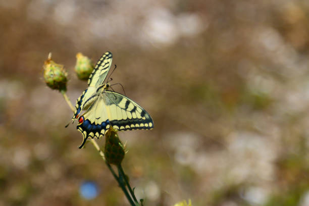 istock Flowers and butterflies. 1087559380
