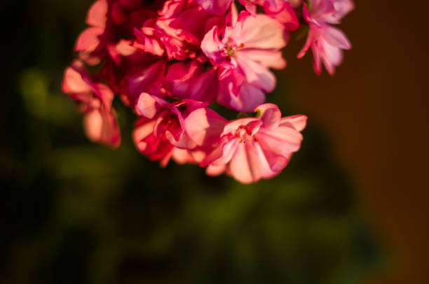 istock Lovely pink Pelargonium Geranium flowers, close up 1087560670
