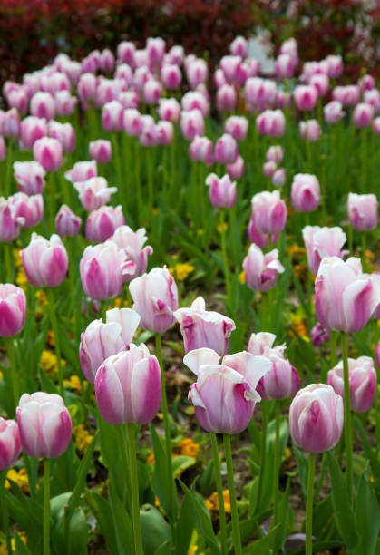 istock Floral Spring Flower Colorful Tulips 1087561066
