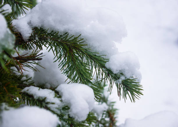 istock Green fluffy fir tree branch in the snow 1087561838