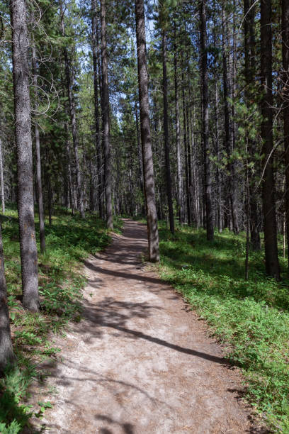 istock Path through a forest with tall pine trees on both sides, leading towards the unknown in the Canadian Rocky Mountains. 1087564106