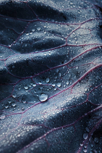 istock Closeup Detail of a Cabbage Leaf With Water Drops 1087565322