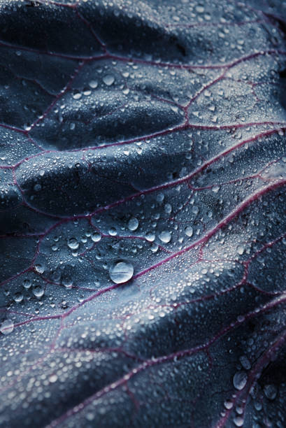 Closeup Detail of a Cabbage Leaf With Water Drops captured in naturel light and Some effects applied leaf vein photos stock pictures, royalty-free photos & images