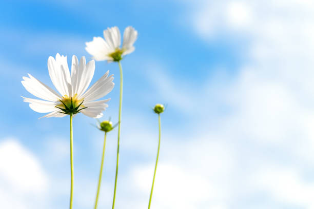 White Flowers Cosmos in the meadow, blue sky background.  soft and select focus