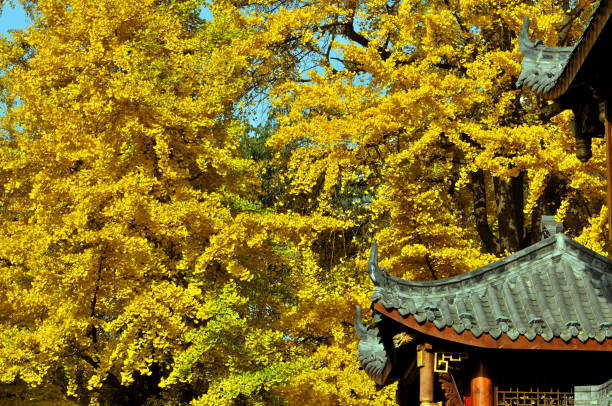 istock Autumn Ginkgo Leaves fallen in sunlight 1087565580