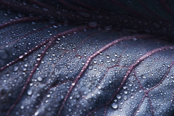 closeup detalhe de uma folha de couve com gotas de água - leaf vein leaf abstract macro - fotografias e filmes do acervo