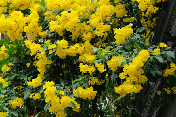 istock soft focus, yellow flowers in the garden 1087566092