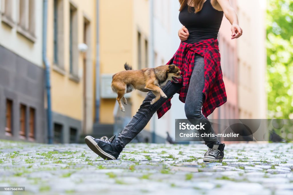 Woman Makes Dog Dancing With Her Little Dog Stock Photo - Download Image  Now - Animal, Beautiful People, Building Exterior - iStock