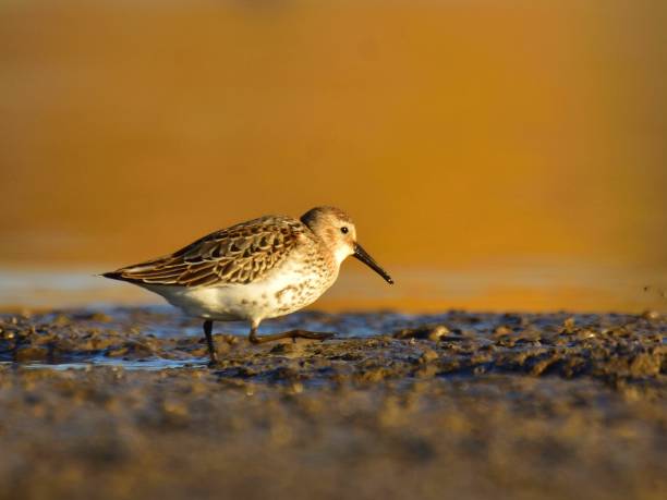 istock Dunlin (Calidris alpina) in winter plumage on lake shore 1087566506