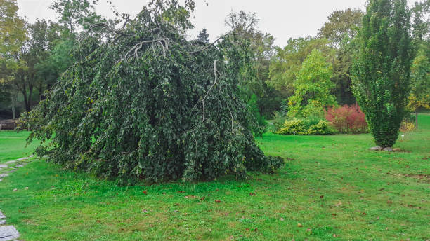 istock Tree with horizontal branches in the park on a sunny day. 1087568106