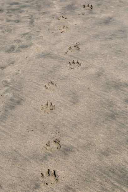 odciski łap w piasku - dog paw print beach footprint zdjęcia i obrazy z banku zdjęć