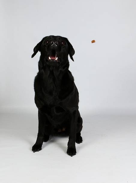 istock black labrador with flying food in the studio 1087568320