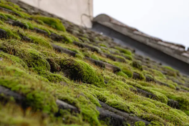The image was taken prior to the roof being cleaned of the large colony of moss causing damp issues.