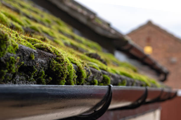 Close-up, shallow focus of a build up of roof moss seen adjacent to house guttering. stock photo