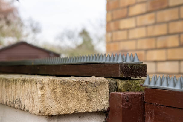 istock Shallow focus image of an improvised, plastic cat deterrent spike set seen fixed a garden wall. 1087568554
