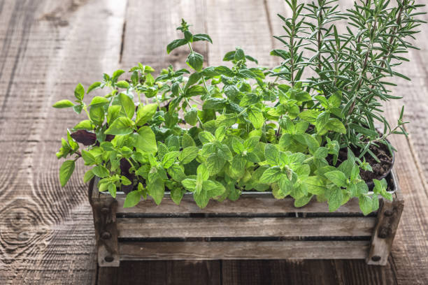 istock Green herbs, fresh mint, rosemary and basil in wooden box 1087570072