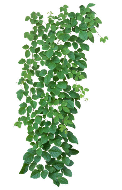istock vine plant jungle isolated on white background. Clipping path 1087570410